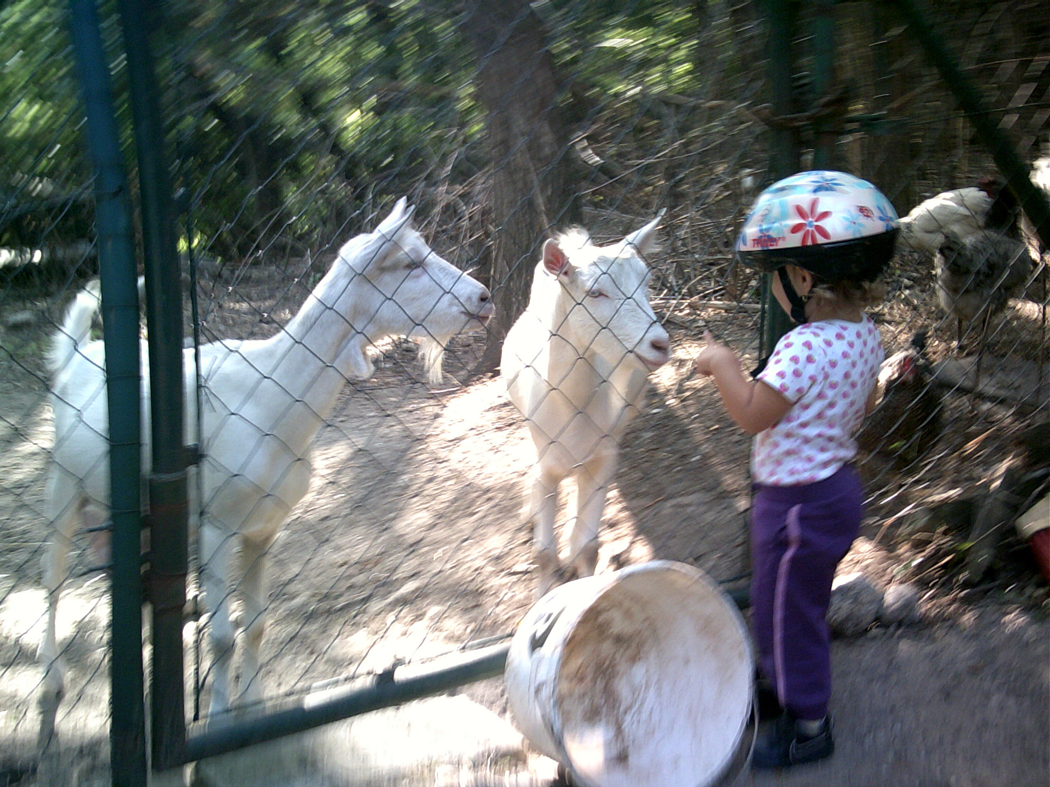 zoo 09 2013 (27)