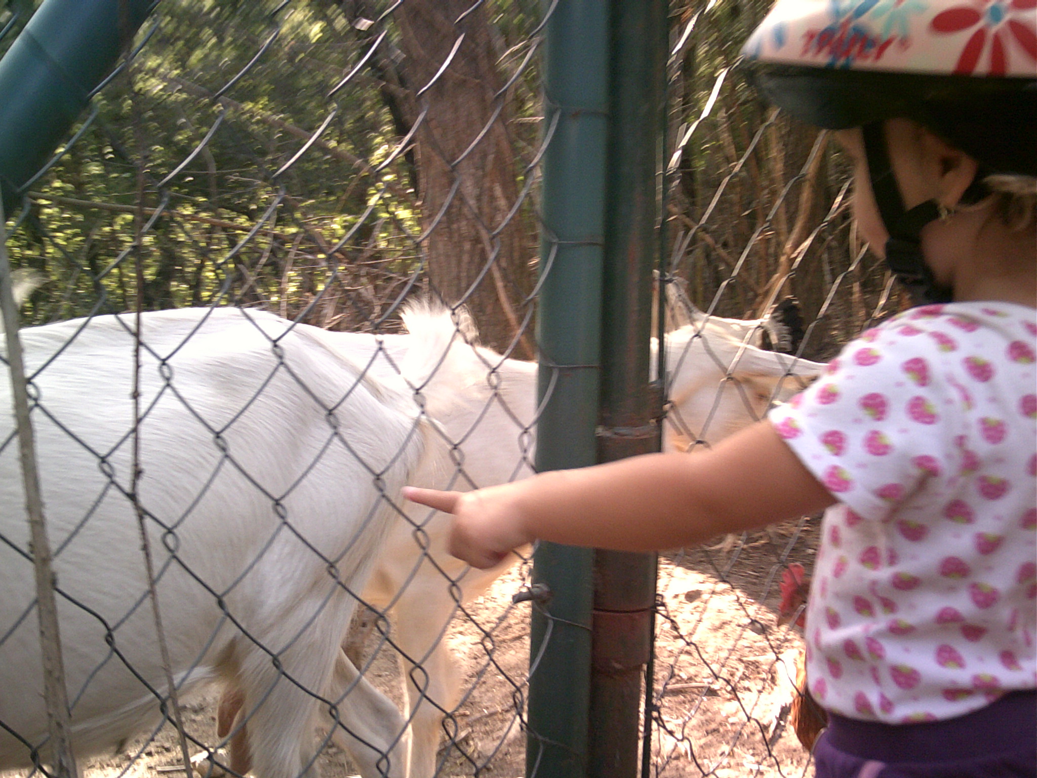 zoo 09 2013 (29)